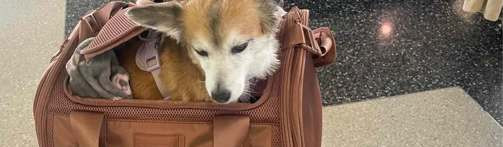 Airline Approved Pet Carrier Size and Weight